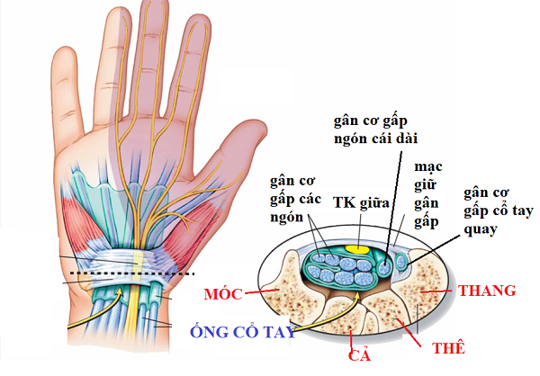 Ống cổ tay