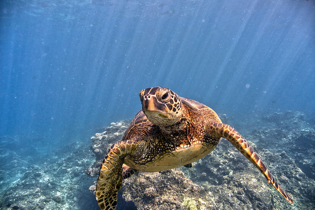Fotokreditt: John Burns/NOAA