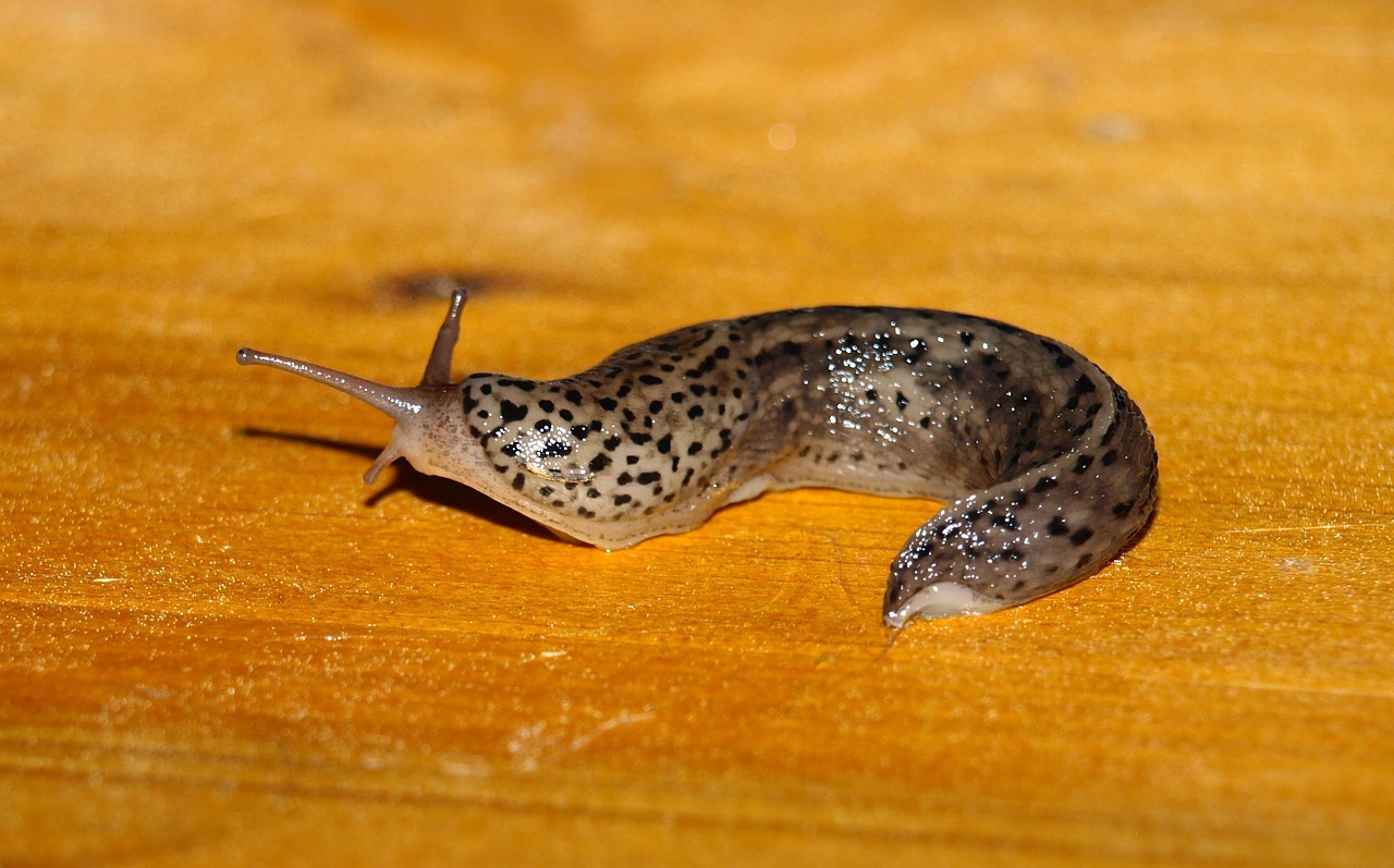 ナメクジの予防対策や駆除方法をご紹介 大量発生する原因も解説 ハピラフマガジン