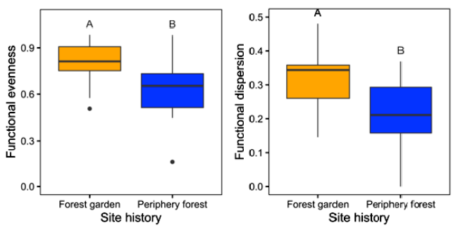 Two graphs compare functional diversity measures for forest gardens and periphery forests. Forest gardens have a higher median for both functional evenness and functional dispersion, but periphery forests have a higher IQR for both evenness and dispersion.
