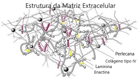  Ilustração da estrutura da matriz extracelular