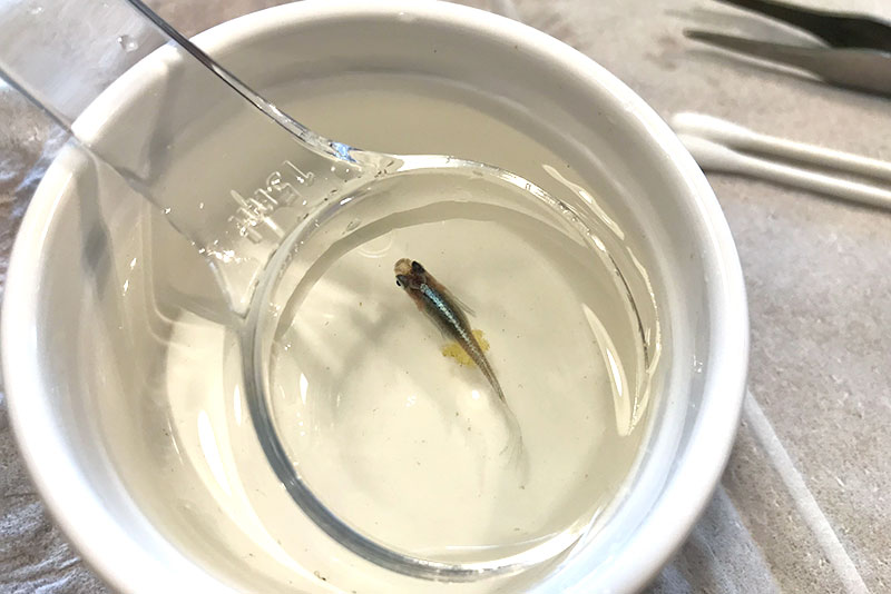 メダカと暮らす癒しの日々 メダカの卵の育て方 採卵 孵化まで Trip For Life