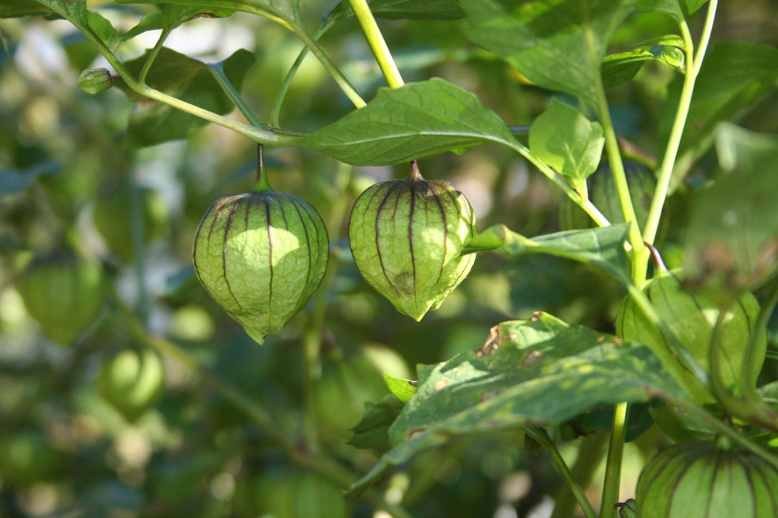 Tomato pests