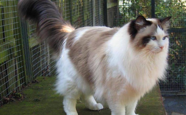 Five Fast Facts About The Ragdoll Cat Personality