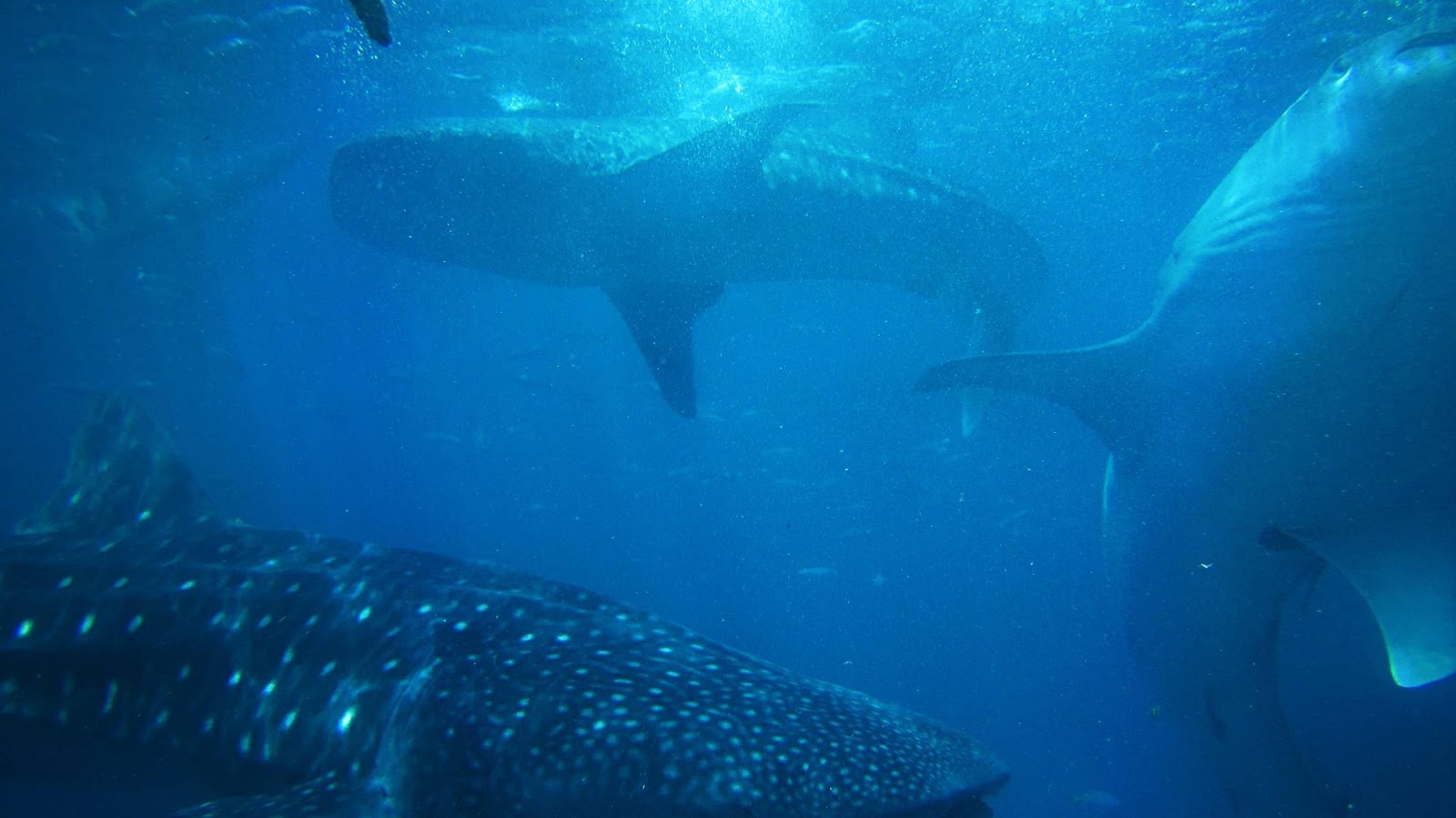 Diving or swimming with Whale Sharks 