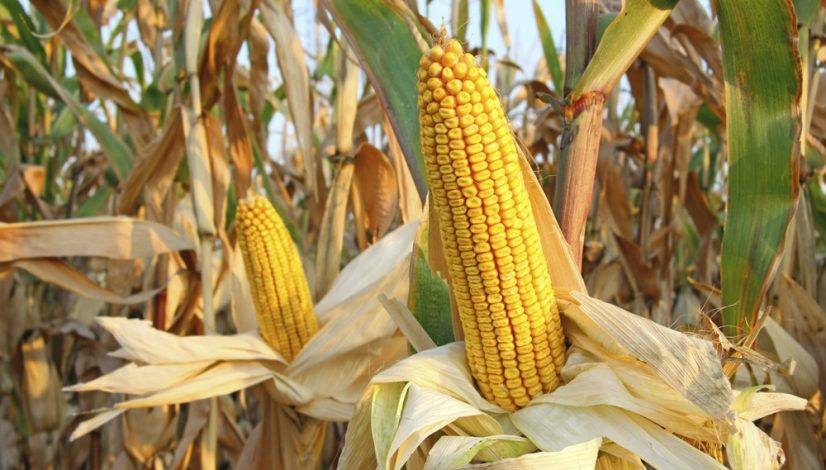 corn as great companion plants 