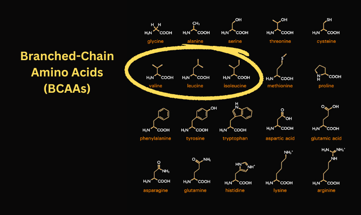 The photo shows a diagram of branched-chain amino acids (BCAAs)