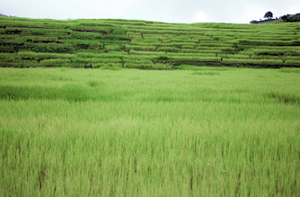 Kathmandu rice fields image credit Amy Edelstein