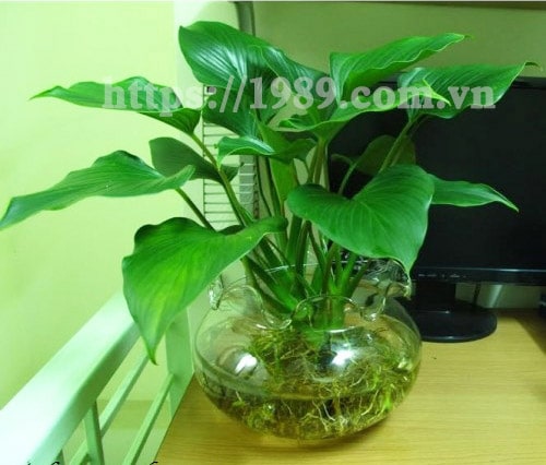 [TOP 15] LOẠI CÂY TRỒNG TRONG NƯỚC ĐẸP, DỄ CHĂM SÓC