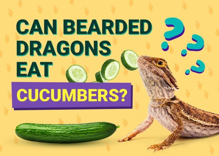 Bearded Dragon Diet