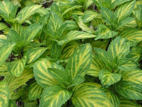 Ginger Mint