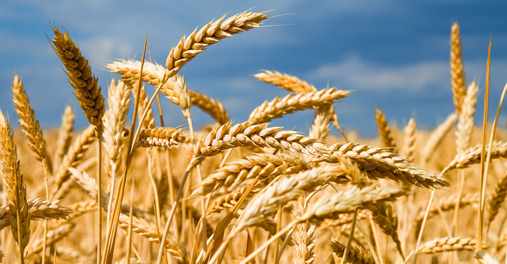 What Are Rabi Crops?