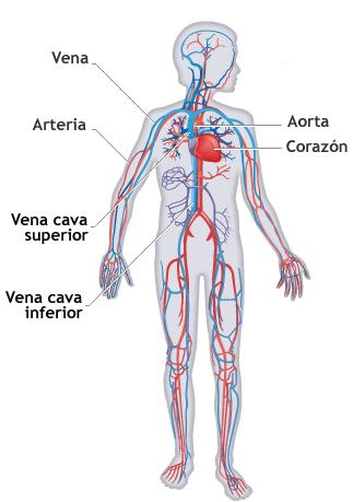 Resultat d'imatges de sistema circulatorio