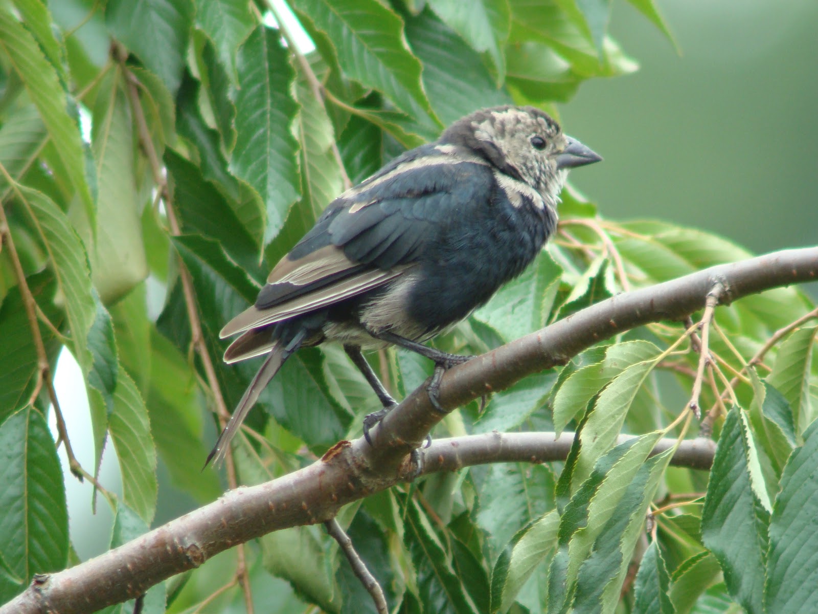 File:Brown-headed Cowbird (molting juvenile male) (5429397783).jpg -  Wikimedia Commons
