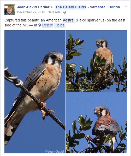 American Kestrel Jan 2016 - Status - Federally Threatened listed as threatened in Florida due to a decline in nesting and foraging habitat.jpg