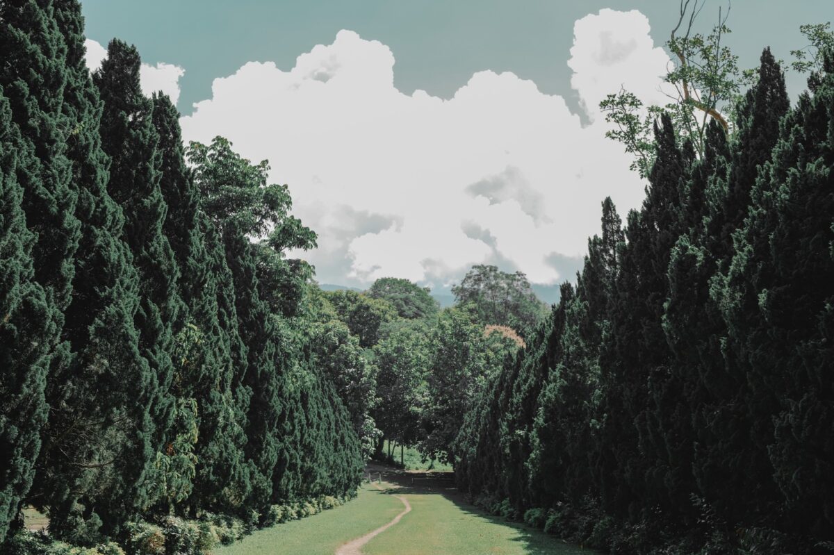 Cypress Lane Chiang Mai