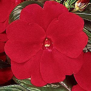 Image result for impatiens ng celebration deep red