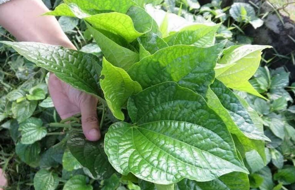 chữa tràn dịch khớp gối bằng lá lốt