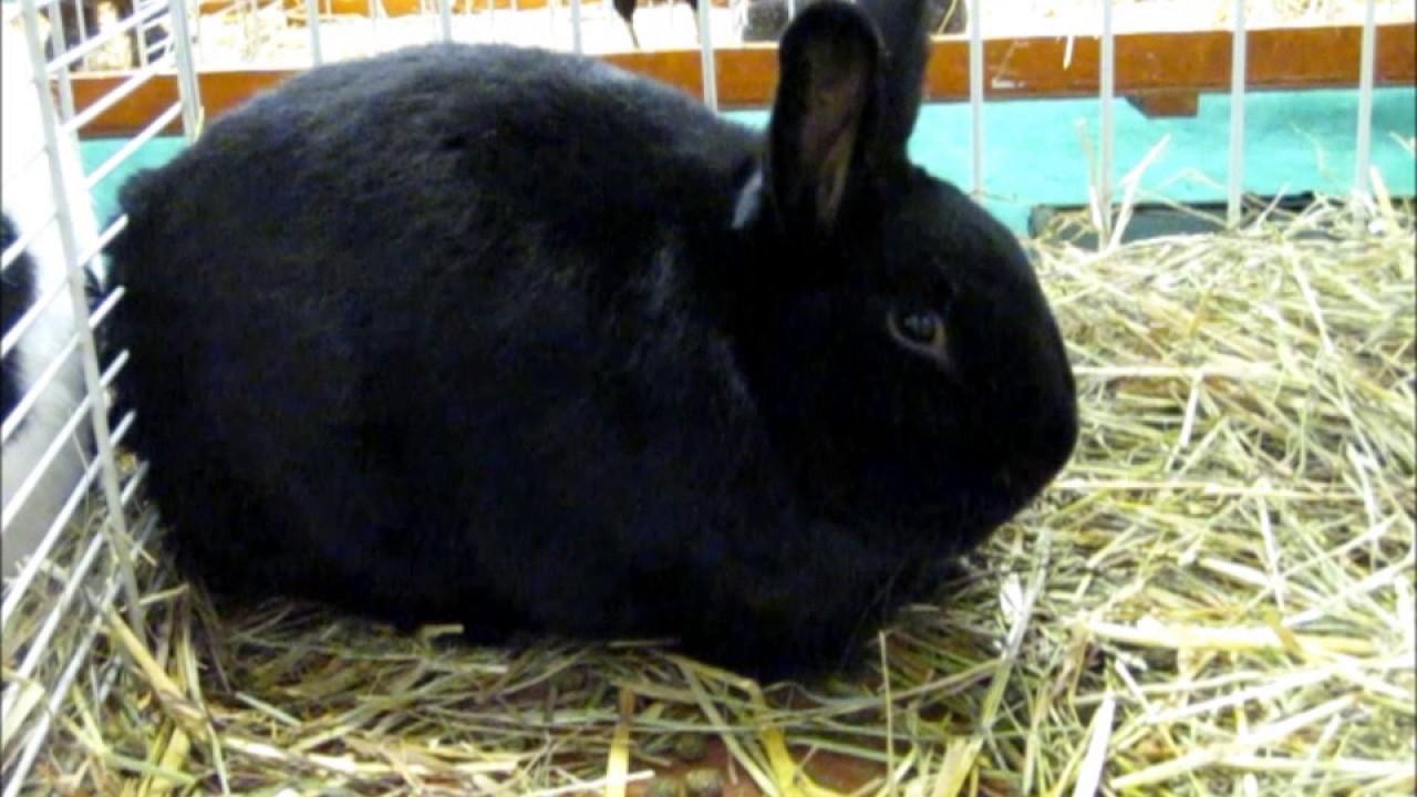 Image result for alaska rabbit