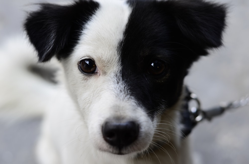 white and black border collie puppy