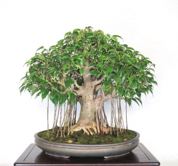 Cómo cuidar el bonsái Banyan Tree