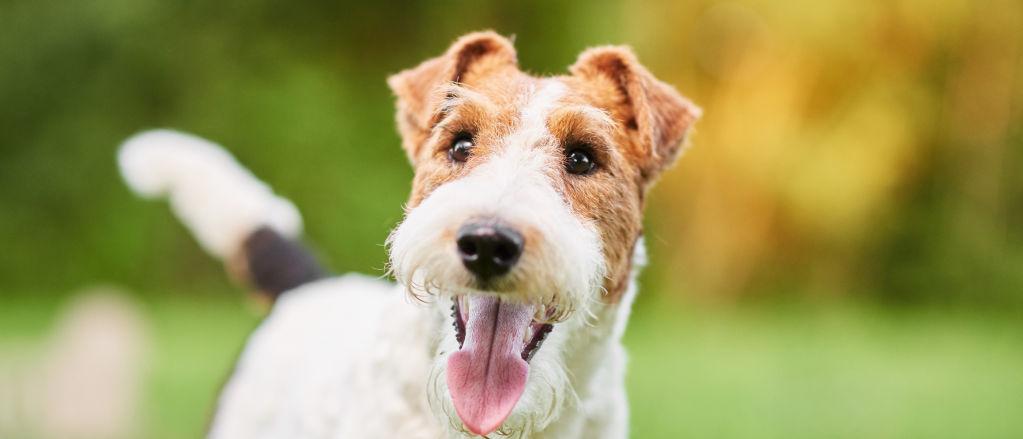 Wire Fox Terrier - All About Dogs | Orvis