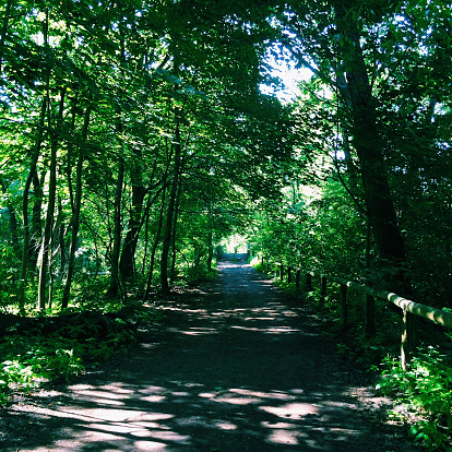 Foret de Grunewald à Berlin en Allemagne