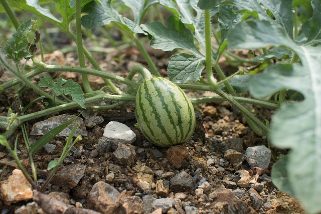 plants name in hindi