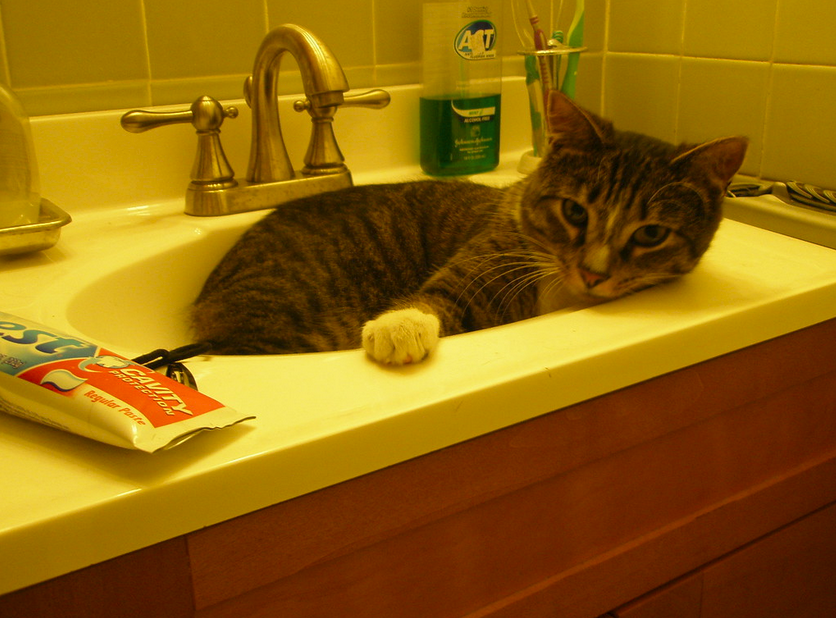 Handle a Cat That Ate Toothpaste