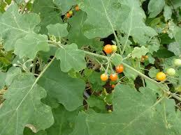 Image result for Solanum indicum