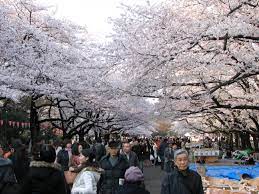 6 สถานที่สำหรับชมดอกซากุระช่วงฤดูใบไม้ผลิยอดฮิตในเมืองโตเกียว ที่ไม่ควรพลาด ! 3