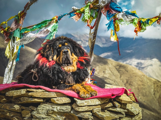 Tibeta-Mastiff