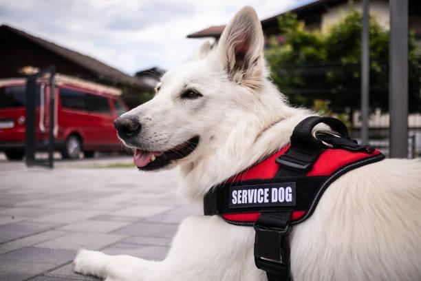 3,462 Service Dog Stock Photos, Pictures & Royalty-Free Images - iStock