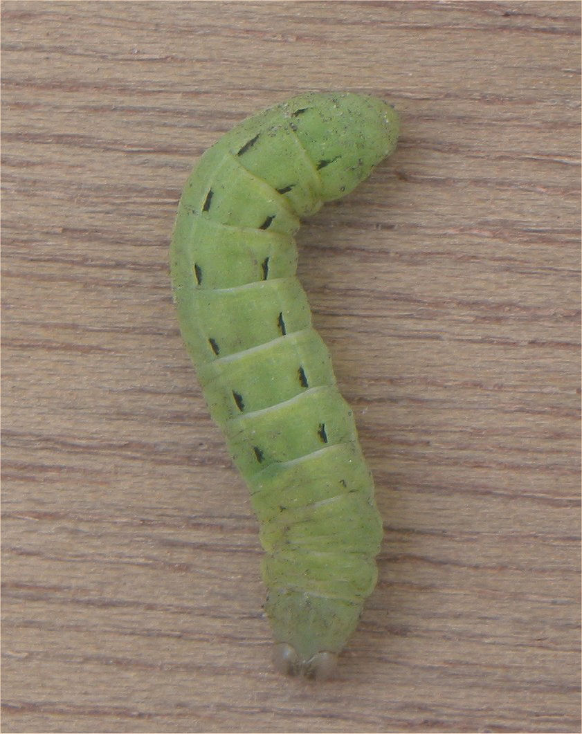 Cutworms are popular among vegetable gardens or found in your lawn. These tiny lumberjacks can cut down your plant stalks. 