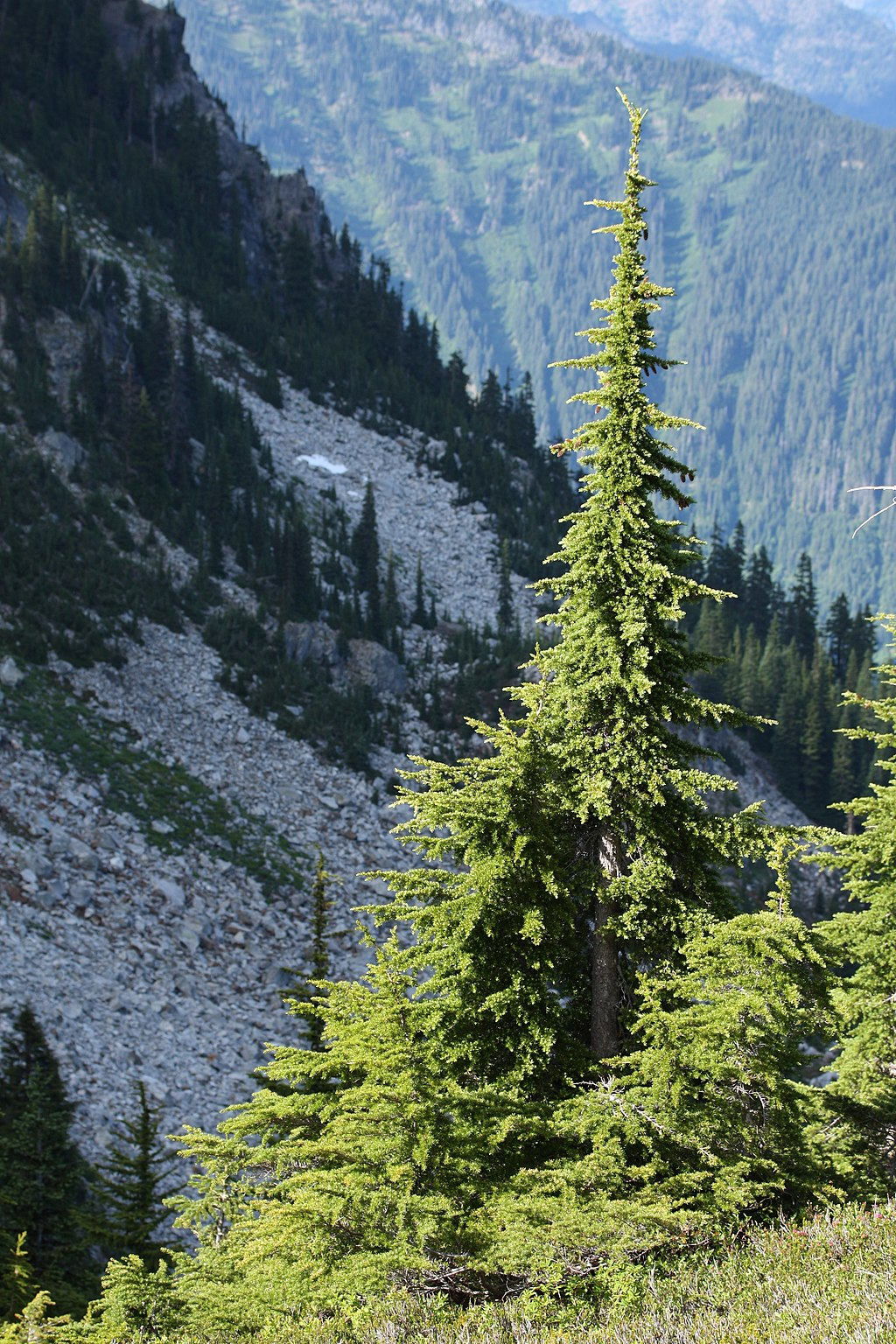 Mountain Hemlock Tree
