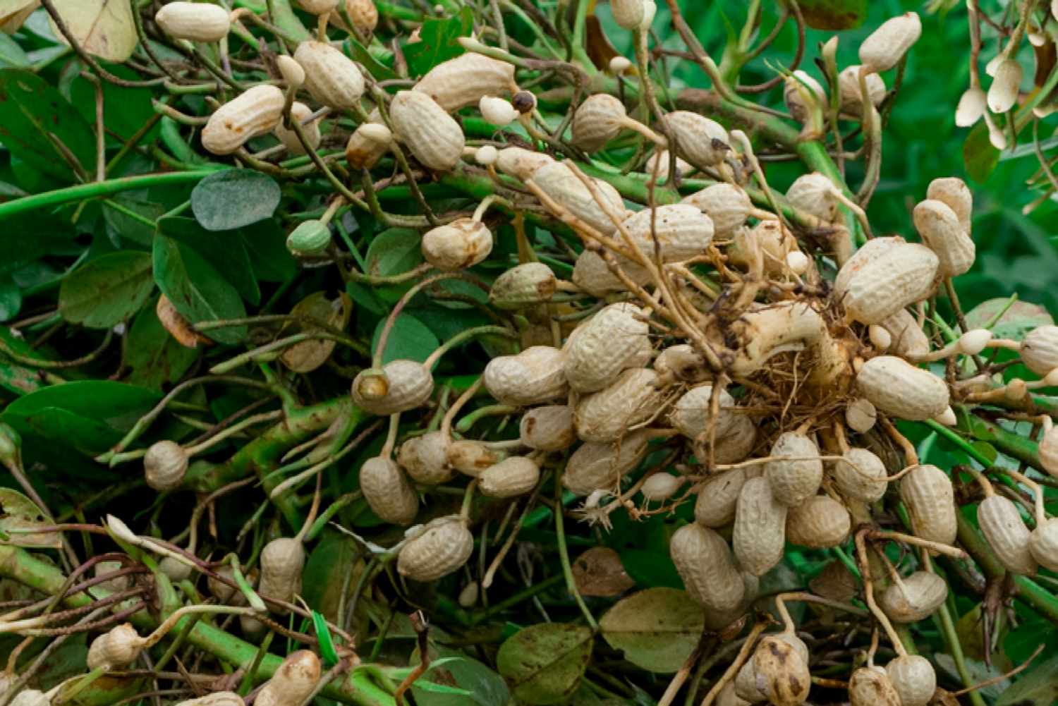 Harvest the peanuts