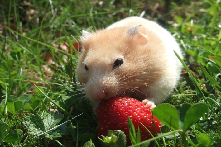 hamster pode comer melancia