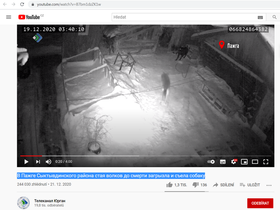 Na videu zabili dva vlci psa, uvázaného na dvoře. Video pochází z Ruska.