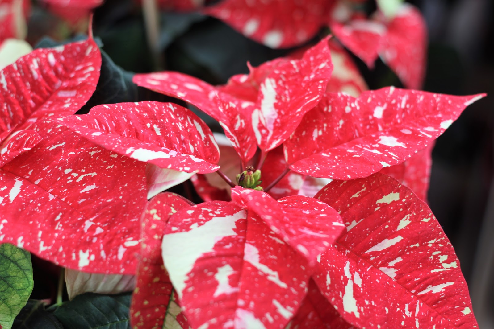 https://get.pxhere.com/photo/plant-leaf-flower-petal-red-color-autumn-pink-christmas-flora-season-close-up-red-flower-christmas-time-poinsettia-december-noel-jules-macro-photography-flowering-plant-christmas-flower-euphorbia-pulcherrima-land-plant-star-of-bethlehem-holiday-season-1174191.jpg