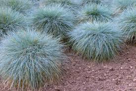 190+ Blue Fescue Stock Photos, Pictures & Royalty-Free Images - iStock | Blue  fescue grass