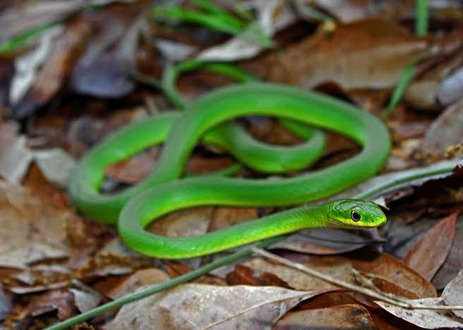 Mga resulta ng larawan para sa rough green snakes