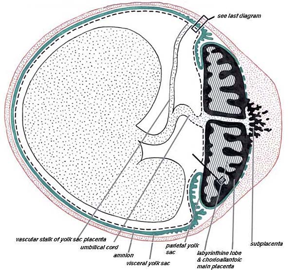 Schematic section across the uterus (red) of a caviomorph rodent, e.g. chinchilla, with chorioallantoic placenta (main placenta & subplacenta) [black] and vitelline placenta [red]. Inserts refer to subsequent diagrams.