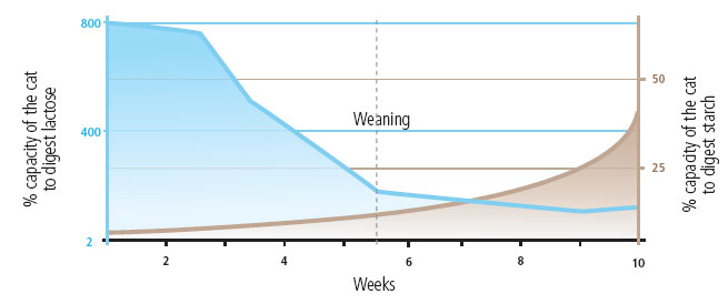 Development of the kitten’s carbohydrate digestion capacity before and after weaning, compared with an adult’s