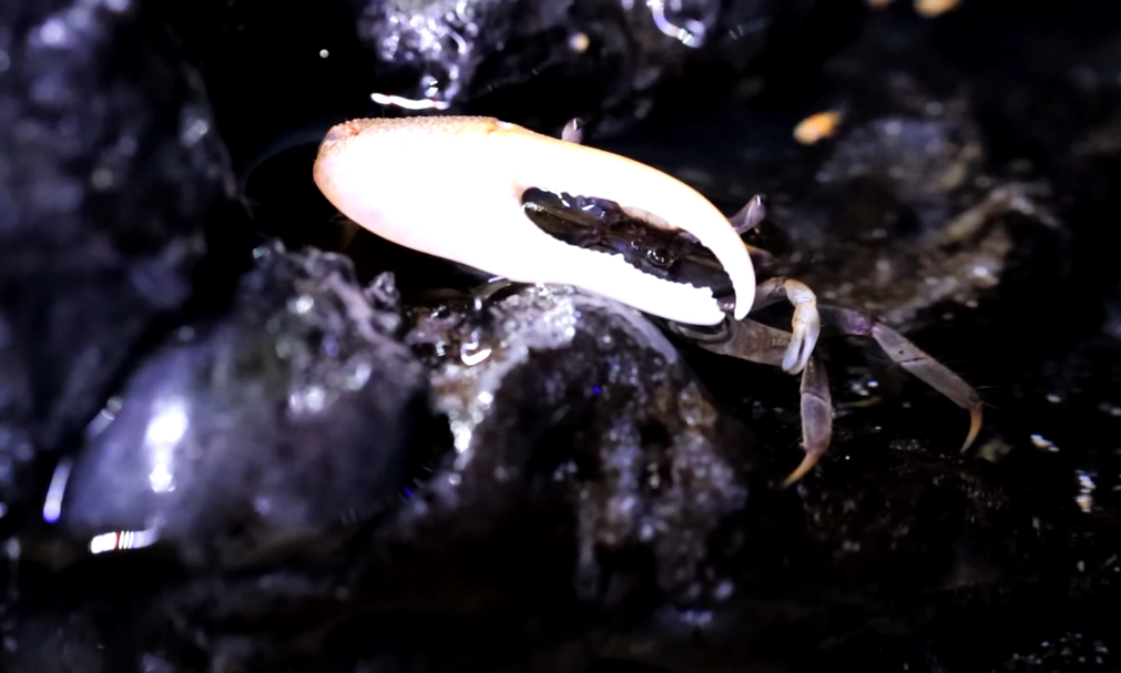 Fiddler crab on rocks