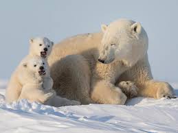 Polar Bear | Species | WWF