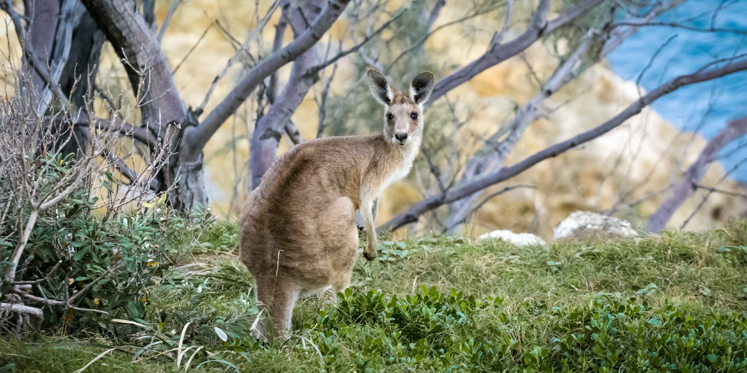 kangaroo looking back at the camera to ask about the leaders pledge for nature