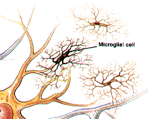 microglial cells