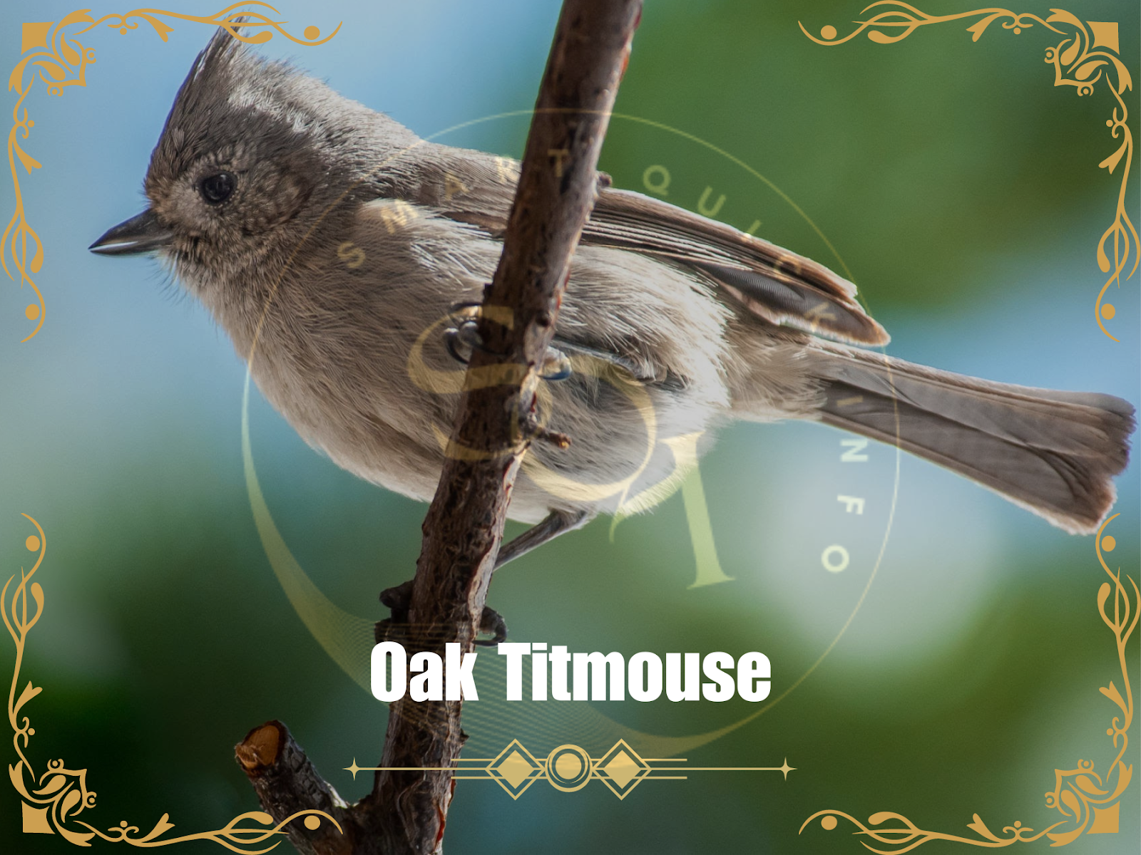 Oak Titmouse