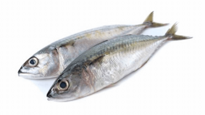 Jenis Ikan