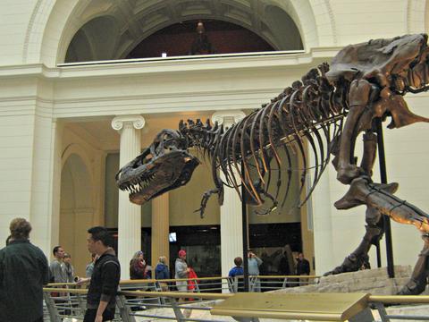 Sue the T Rex is one of the signature pieces at the marvelous Field Museum in Chicago. 